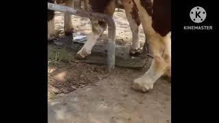 Incredible cow and Bull Mating/Natural Animals Breeding/ zee pets