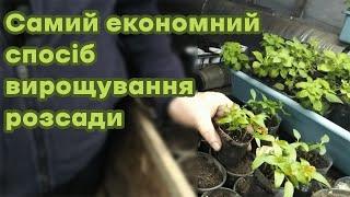 Самий економний спосіб вирощування розсади