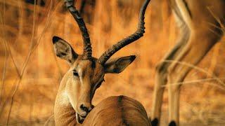Wild Animals Of South Africa/African Wildlife/global nature