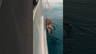 Smart Octopus gets away!   #fishtough #saltwaterfishing #fishing