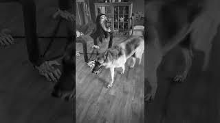 Howls meet creepy spider dude! #dog #dogcare #gsd #germanshepherd #doglover #funnyvideo #scary