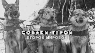 Собаки Герои второй мировой войны