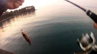 light rock fishing perchia!!!