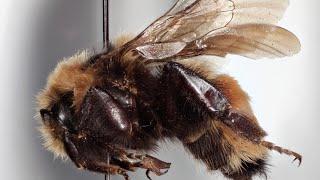 Science Today: Big Pictures, Tiny Creatures | California Academy of Sciences