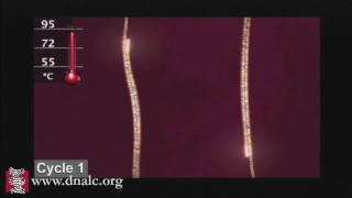 Polymerase Chain Reaction (PCR)