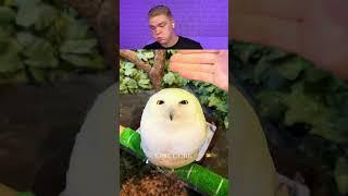 Try Not To Laugh  633 #funny  #viralvideo #shorts