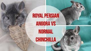 What is the difference between Royal Persian angoras and normal chinchillas?