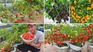 Harvest Red Savina Habanero super hot peppers - Grow the hottest chili in the world