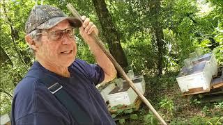 Beekeeper near DeLand believes millions of his honey bees poisoned