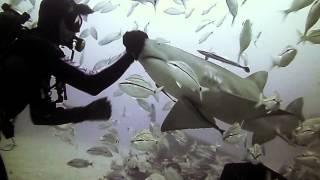 Shark Love - Ryan Walton plays with Sharks