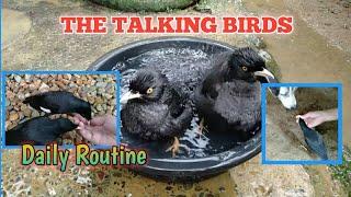 MARTINEZ BIRD TALKING DAILY ROUTINE| Sobrang kukulit |5 months old