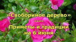 Народный праздник «Свобориное дерево». Приметы и традиции на 6 июня.