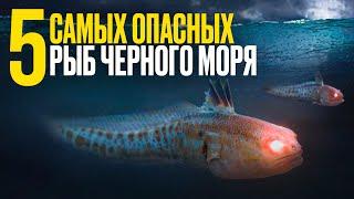 Пять самых опасных рыб Чёрного моря