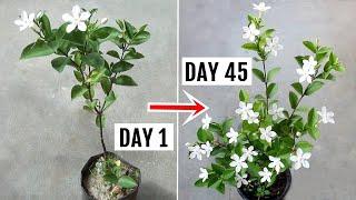 EYE Catching Sri Lankan JASMINE - HOW To GROW & CARE?