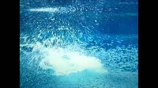 Brooke Schultz Hot Diver