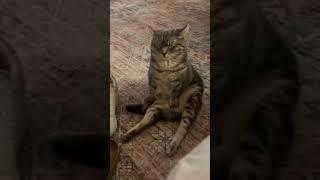 Состояние от жары сейчас именно такое #cats #fun #котята #кошки #смешно #юмор