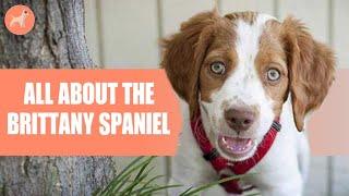 Brittany Spaniel: Dog Breed Info