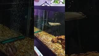 Feeding the Silver Arowana and Tiger Oscar and Clown Loaches #fishfeeding #silverarowana #oscar