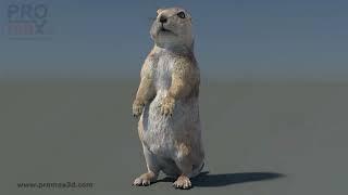 Rigged Prairie Dog 3D Model with Fur | @PROmax3D