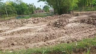 How  cultivate  the napiare grass (@ Anam Agro image