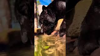 Black tiger #youtubeshorts #viral #trending #trendingvideo #2023 #trendingvideo #wednesday