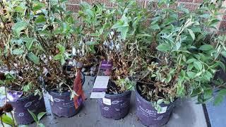 Rehabbing Clearance Plants for my garden!   // Suburban Oasis August 2020