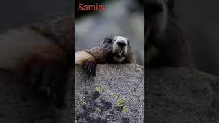 Samim.#Samim 2023