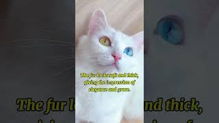 Mata kucing berwarna warni #shorts #luarnegara #funnycats