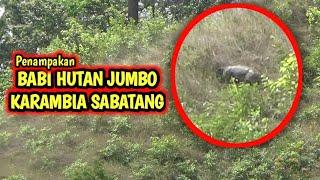 Wild Boar Hunting || Berburu Babi Hutan Di Karambia Sabatang Simawang