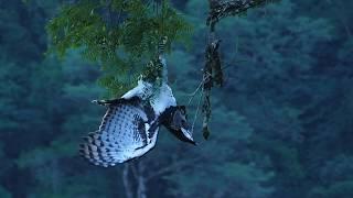 Harpia harpyja - Harpy Eagle