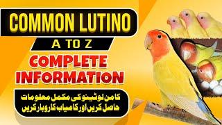 Common lutino Complete information | Lotino rosicolli lovebird all information and business