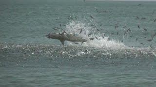 Myrtle Beach Shark Jump