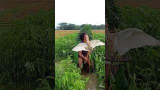 ‍️‍️how to catch golden buck#India#Indonesia#United# #South Korea#Italy#Brazil# #Spain#Island#