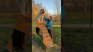 ДРЕССИРОВКА НА ПЛОЩАДКЕ #akita #собака