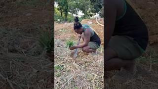 Off-Grid Living Jamaica | How To Plant A Pineapple #shortsfeed #offgrid #shorts