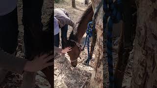 Yearling getting cranial sacral work #equinecare #holistichorse #horse #horsehealth