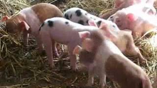 Piglets at Hancock Shaker Village