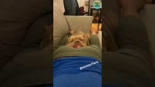 Dogs vs Farts: Epic Reactions Caught on Camera!  #funny #fart #comedy