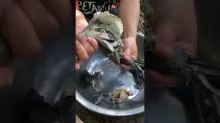 Outdoor mushroom stewed free-range chicken Every bite is a gratitude for life