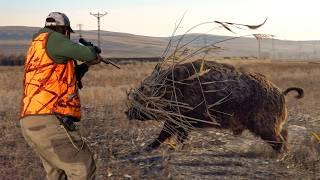 GIANT MONSTER BOAR ATTACK: Epic Hunts & Unbelievable Shots!