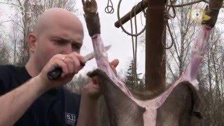 Разделка кабана. Butchering a wild boar.