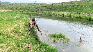 FLY FISHING FOR CUTTHROAT TROUT