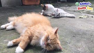 Cats enjoy life after rescued – The Happy cats house