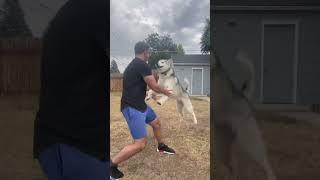 Puppy Loves Tackling His Dad #dogsofyoutube #funnyanimals