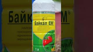 Мікробіологічний препарат Байкал-ЕМ - добриво під перекопування ґрунту.