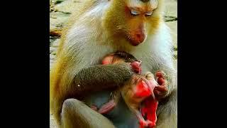 Cute just newborn baby monkey, Adorable newborn baby wildlife | Cute Wild Monkey