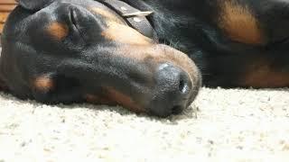 loki the doberman pinscher wore out