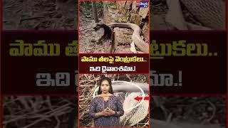 పాము తలపై వెంట్రుకలు.. ఇది దైవంశమా .!