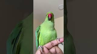 Kiwi Parrot Sound#shorts