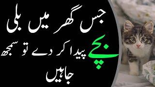 Billi k bachoun ki fazeelat | Adab mini